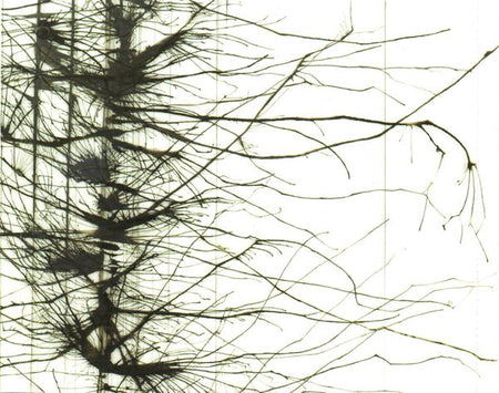 Daniel Menche : Glass Forest (CD, Album)