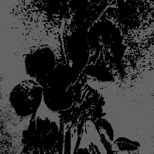 156 / Knurl : Split (Cass, Ltd)