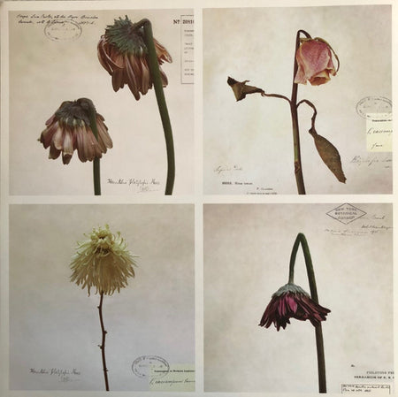 Kathleen Edwards : Asking For Flowers (LP, Album)