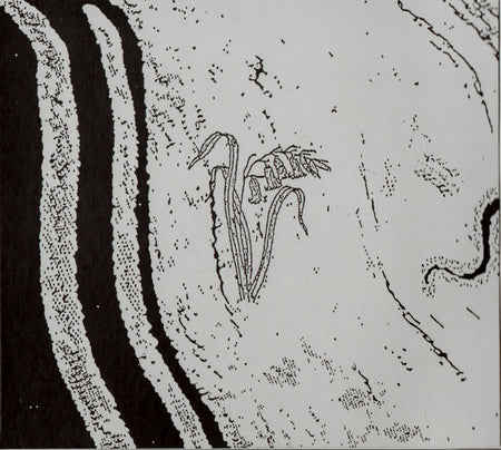 Flysch : Concrete Horizon (CD, Album, Ltd)