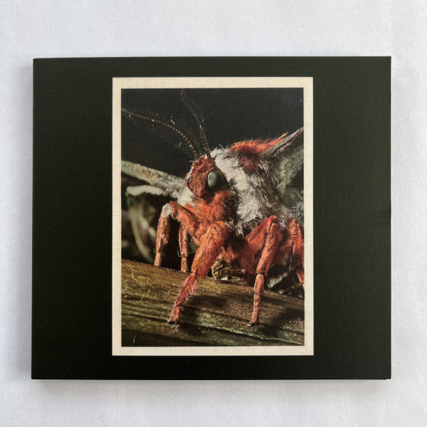 Primitive Wings : Morphosis (CD, Album)