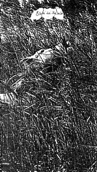 Various : Eden In Reeds: Collected Misanthropic Sounds (2xCass, Comp, Ltd)
